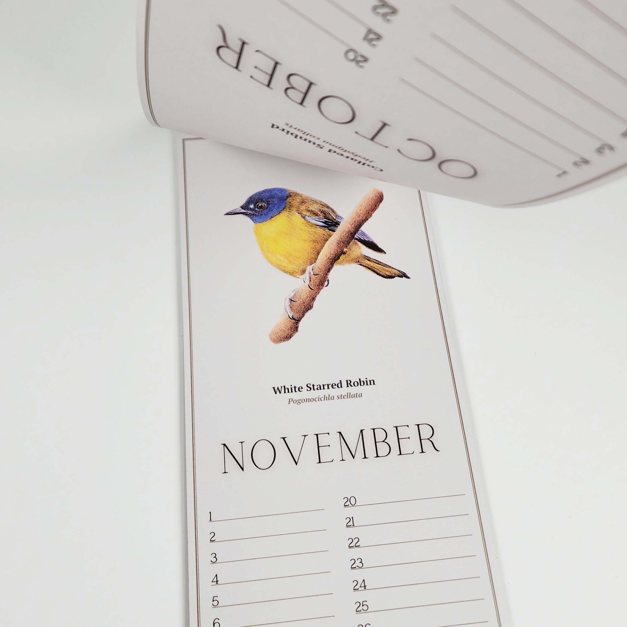 South African Birds art perpetual reusable birthday calendar by wildlife artist Matthew Bell