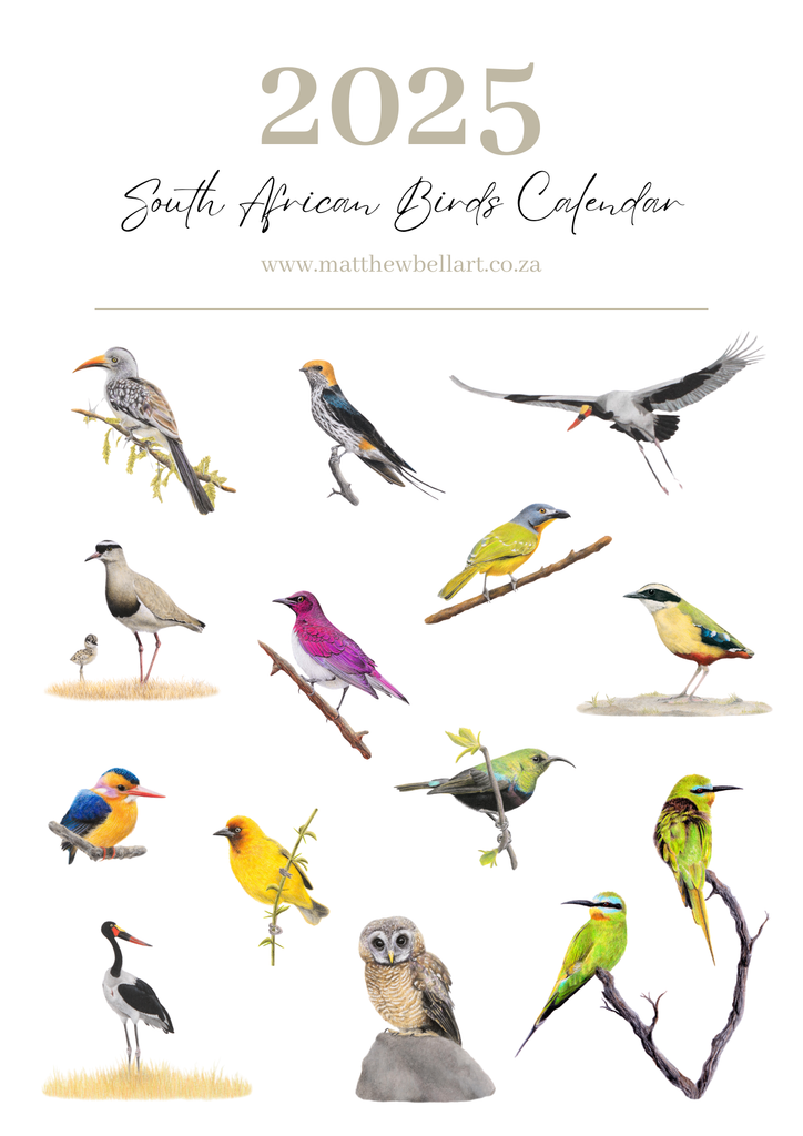 2025 premium quality South African birds hanging wall calendar showing wildlife artwork by artist Matthew Bell including Red Billed Hornbill, Lesser Striped Swallow, Saddle Billed Stork, Crowned Lapwing, Violet Backed Starling, Grey Headed Bush Shrike, African Pitta, Marico Sunbird, Blue Cheeked Bee Eater, African Pygmy Kingfisher, Cape Weaver, Wood Owl