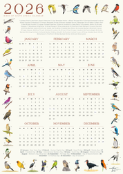 2026 South African bird calendar poster featuring hand-drawn illustrations of 40 native bird species surrounding a clean, minimalist yearly calendar layout on an A2 sheet2026 Suid-Afrikaanse voëlkalender-plakkaat met handgetekende illustrasies van 40 inheemse voëlspesies rondom ’n netjiese, minimalistiese jaarlikse kalenderuitleg op ’n A2-vel