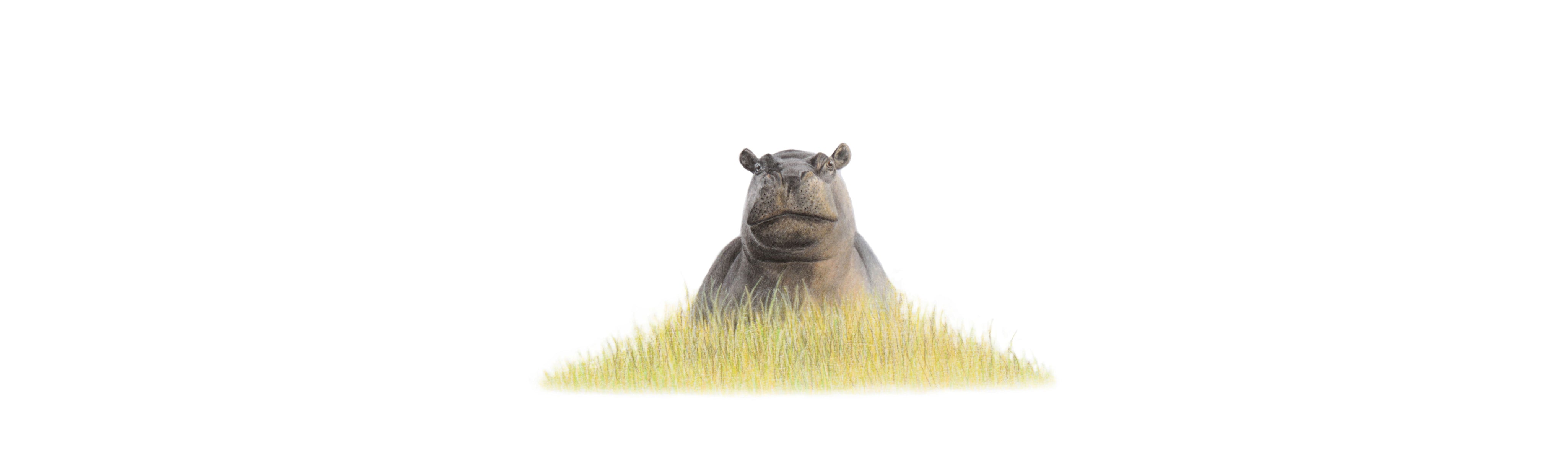 Hippo Panorama