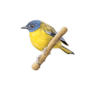 White Starred Robin Magnet - WSR