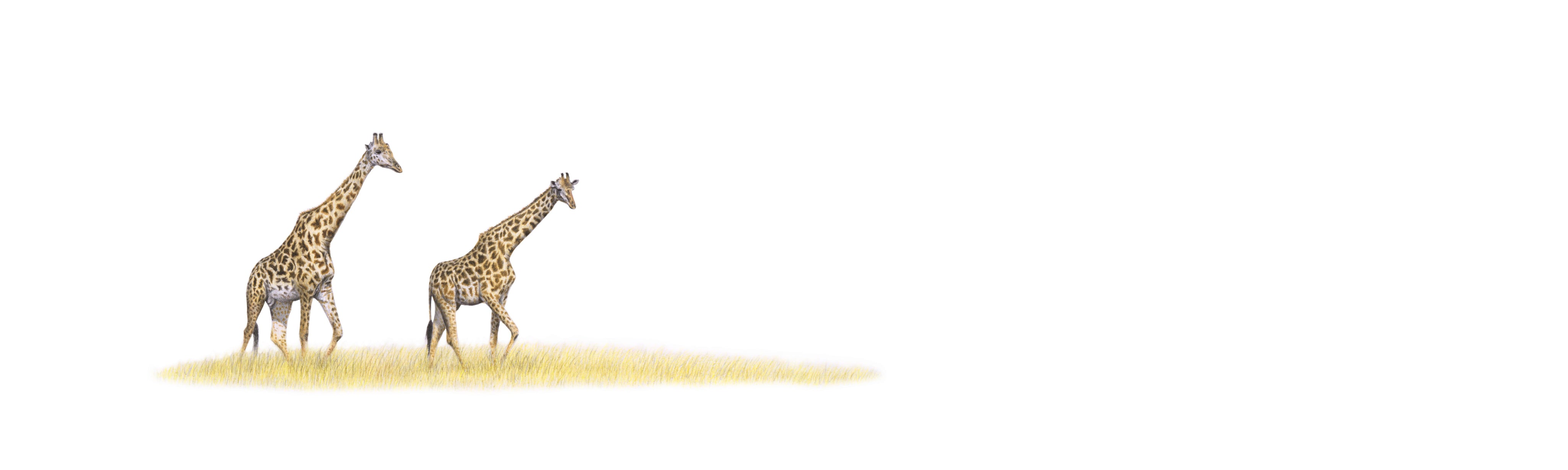 Giraffes Panorama