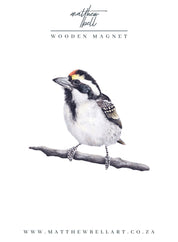 Acacia Pied Barbet Magnet - APB