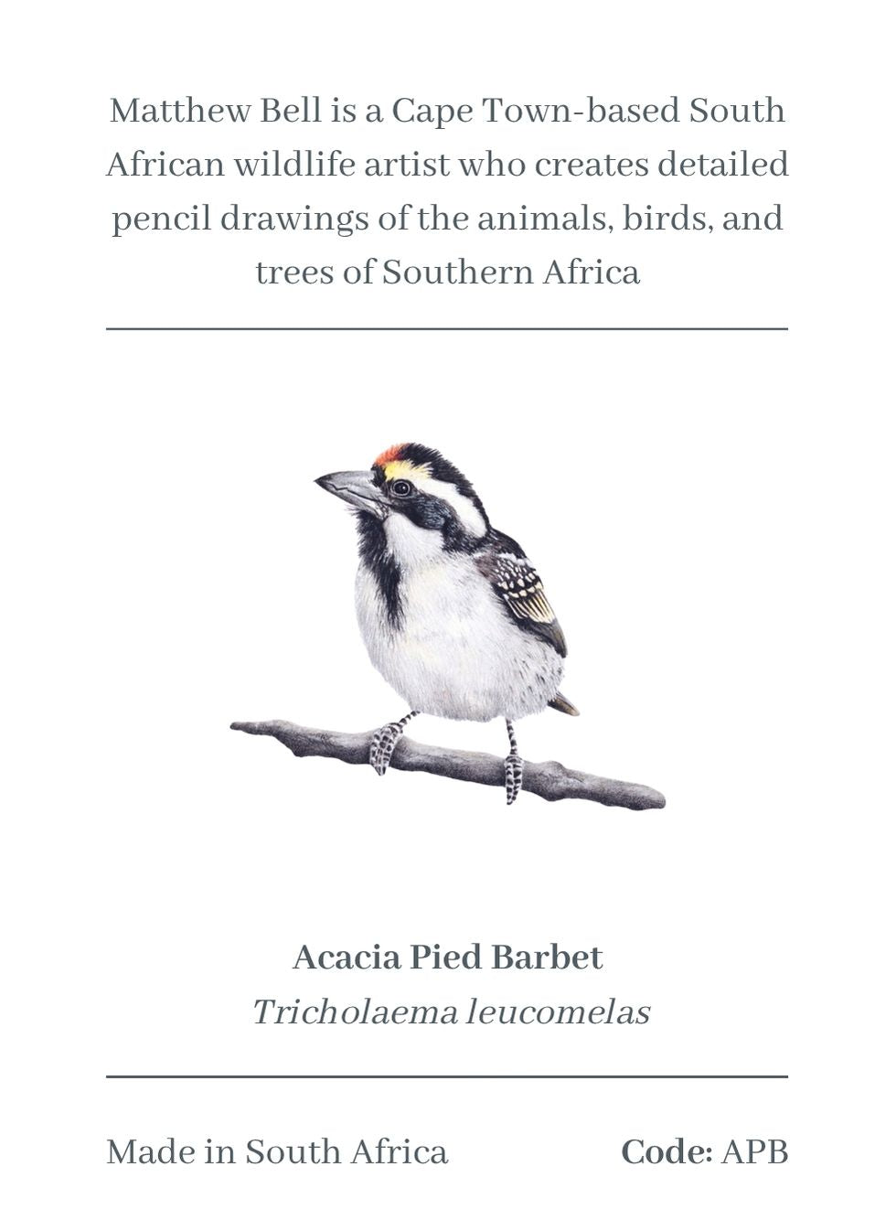 Acacia Pied Barbet Magnet - APB