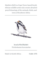 Acacia Pied Barbet Magnet - APB