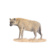 Spotted Hyena Magnet - HYN