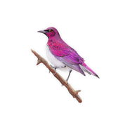 Violet Backed Starling Magnet - VBST