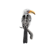 Yellow Billed Hornbill Magnet - YBH