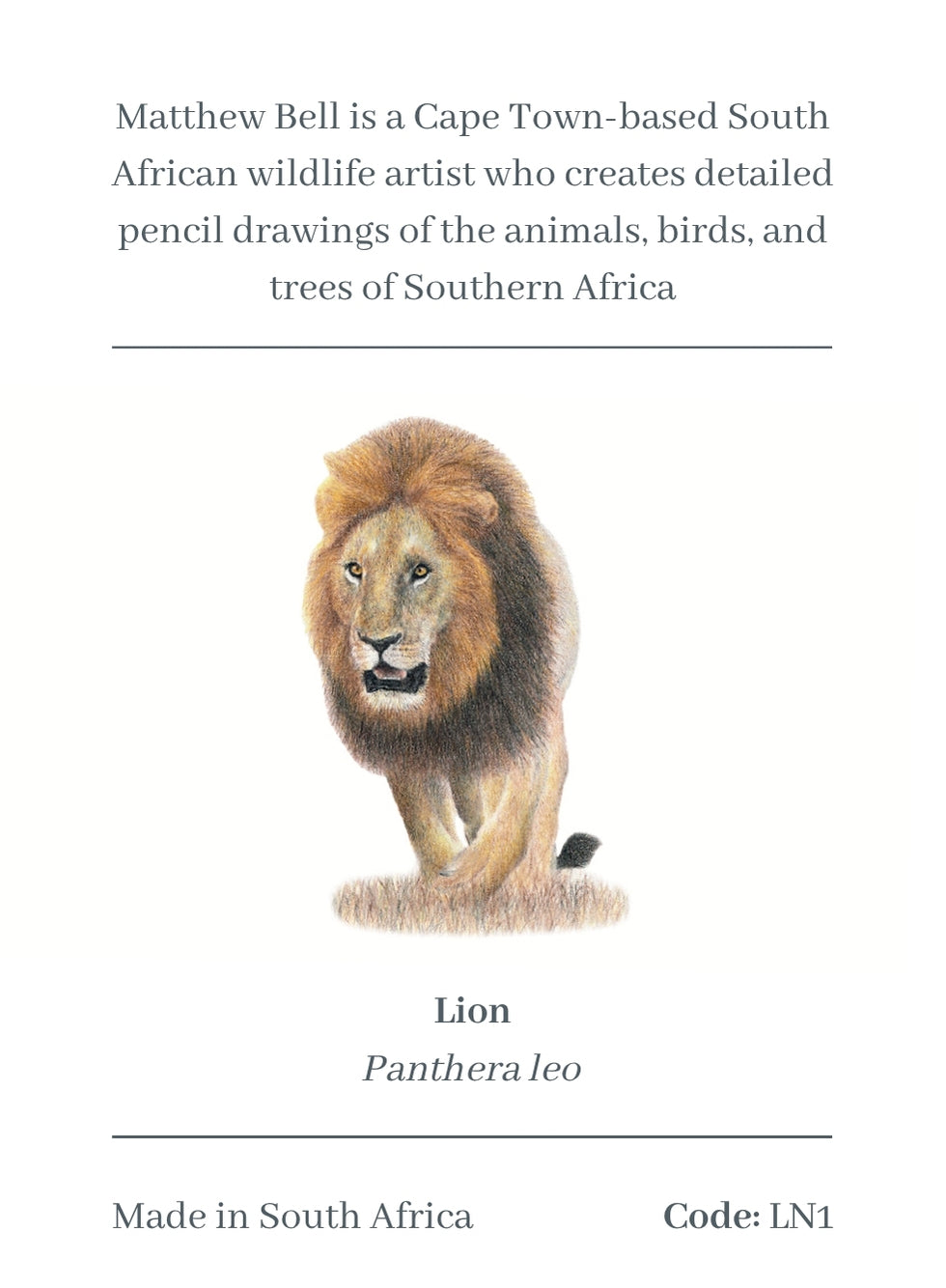 Male Lion Magnet - LN1