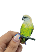 Brown Headed Parrot Magnet - BHP