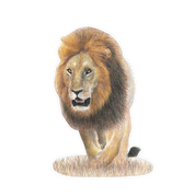 Male Lion Magnet - LN1