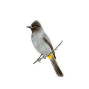 Dark Capped Bulbul Magnet - DCB