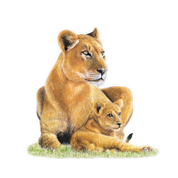 Lioness Magnet - LN2
