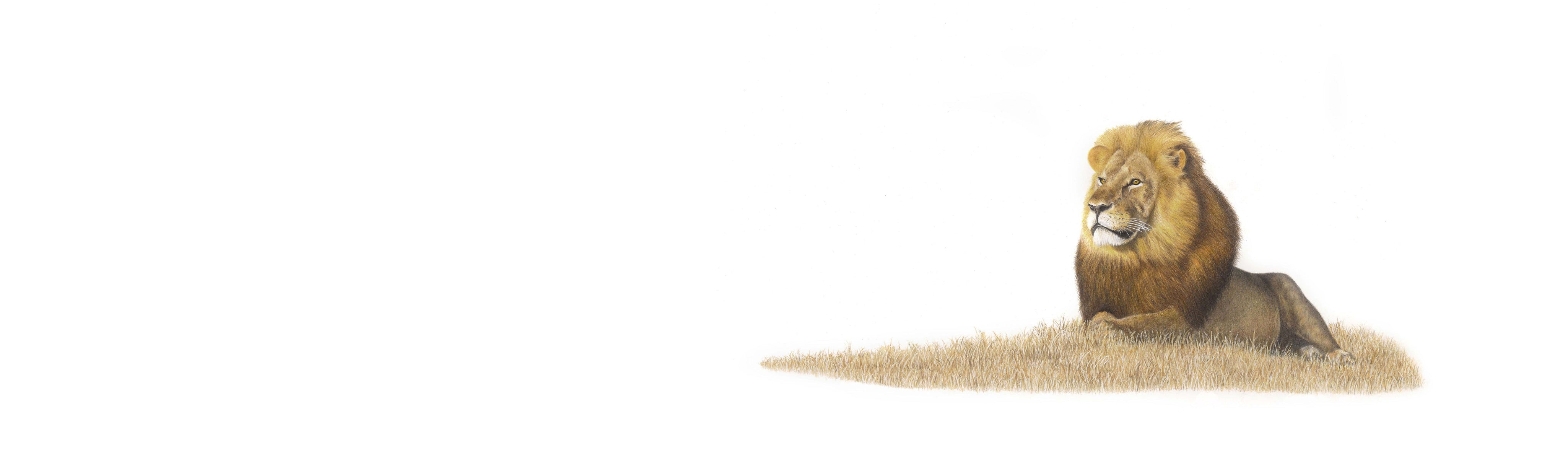 Male Lion Panorama