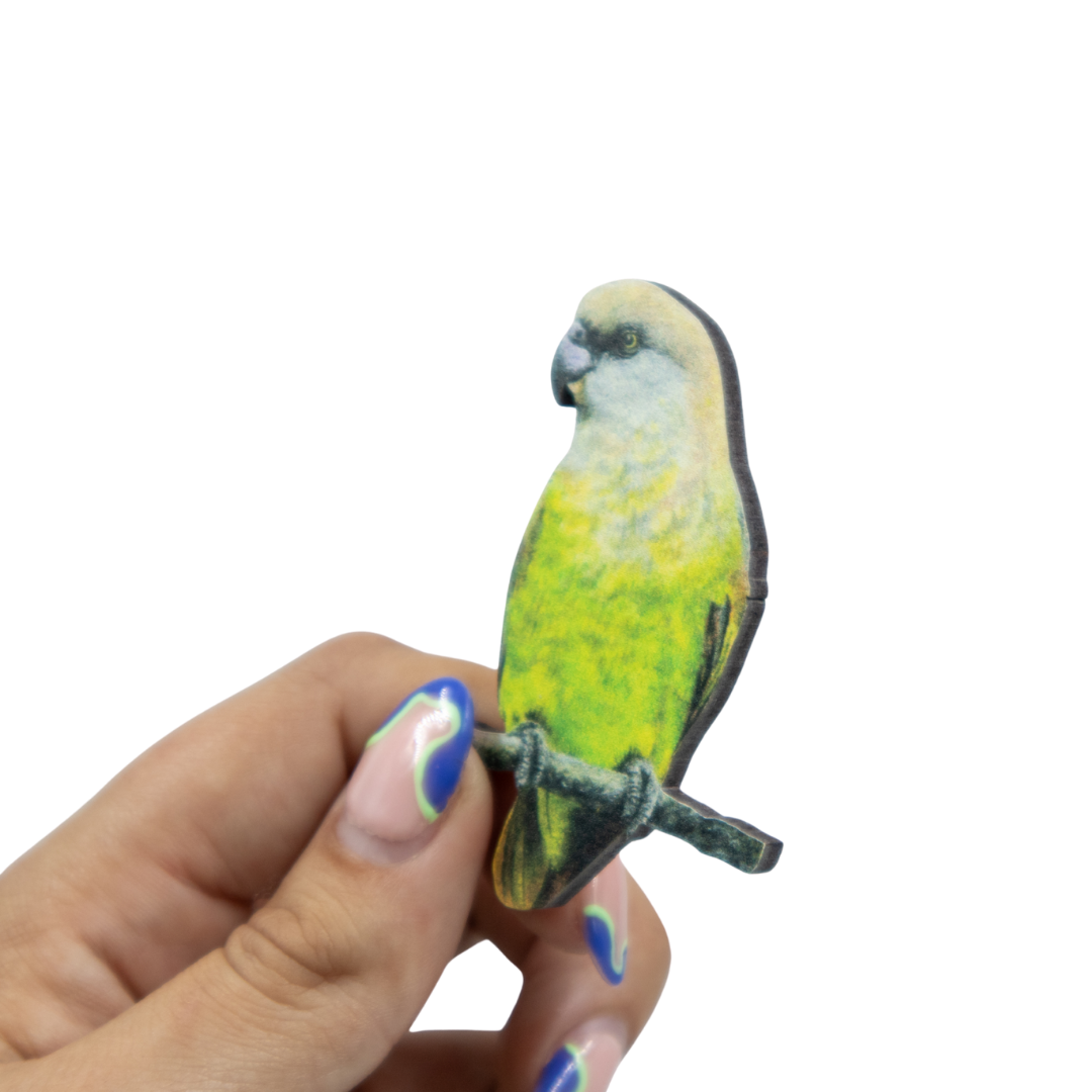 Brown Headed Parrot Magnet - BHP