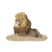 Male Lion Magnet - LN3
