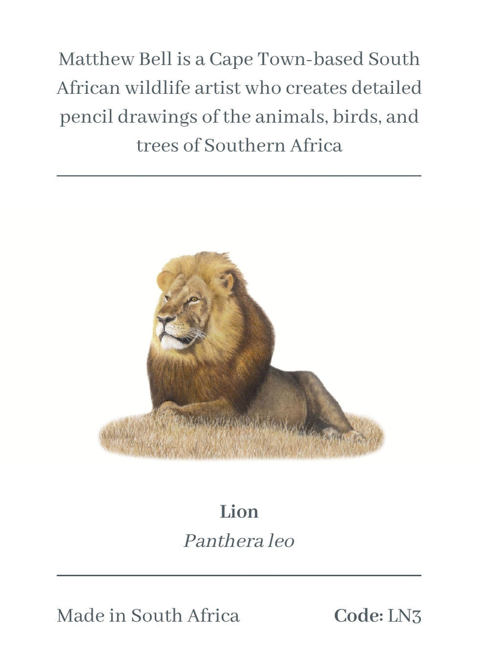 Male Lion Magnet - LN3
