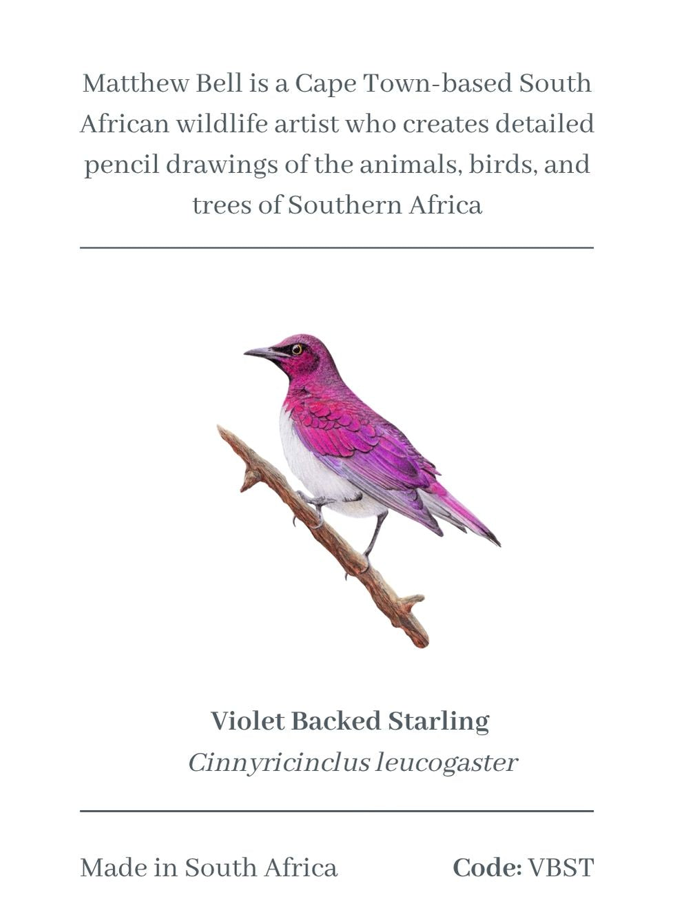 Violet Backed Starling Magnet - VBST