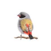 Swee Waxbill Magnet - SWX