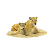 Lioness Magnet - LN7