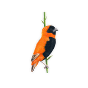 Southern Red Bishop Magnet - SRB