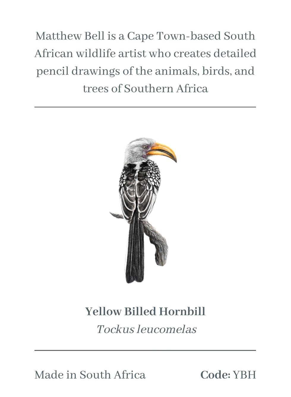 Yellow Billed Hornbill Magnet - YBH