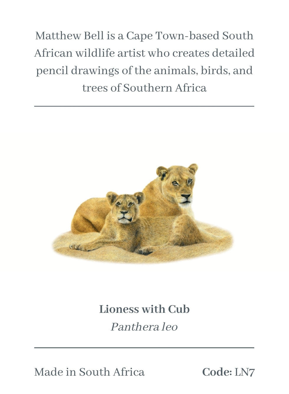 Lioness Magnet - LN7
