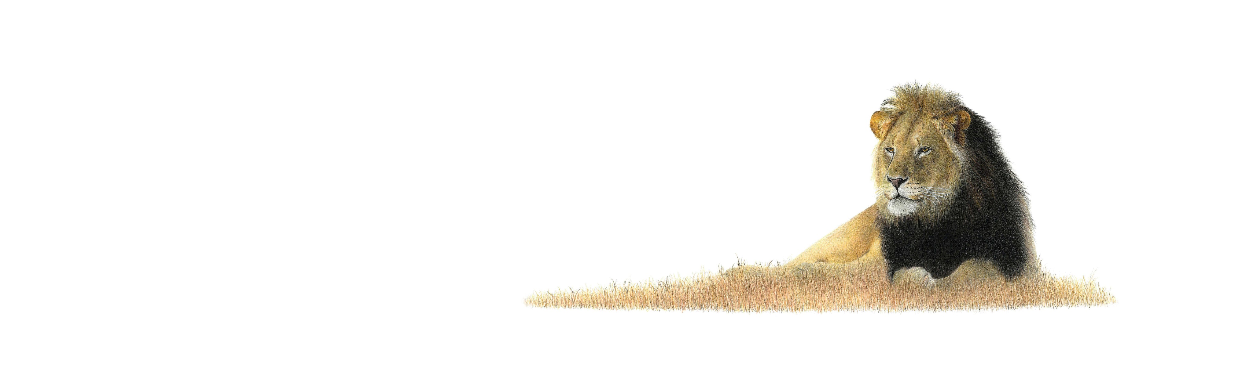Male Lion Panorama