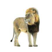 Male Lion Magnet - LN8