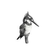 Pied Kingfisher Magnet - PK2