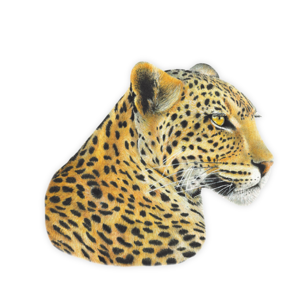 28_5c1e6691-73ef-415a-bb03-6ad7ac12e117.png