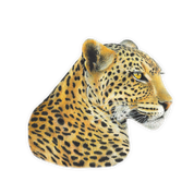 Leopard Magnet - LPD2