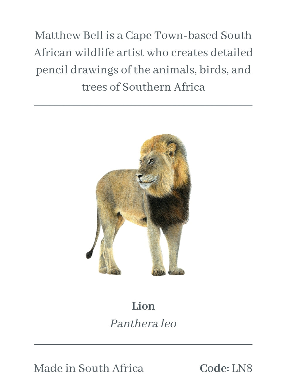 Male Lion Magnet - LN8