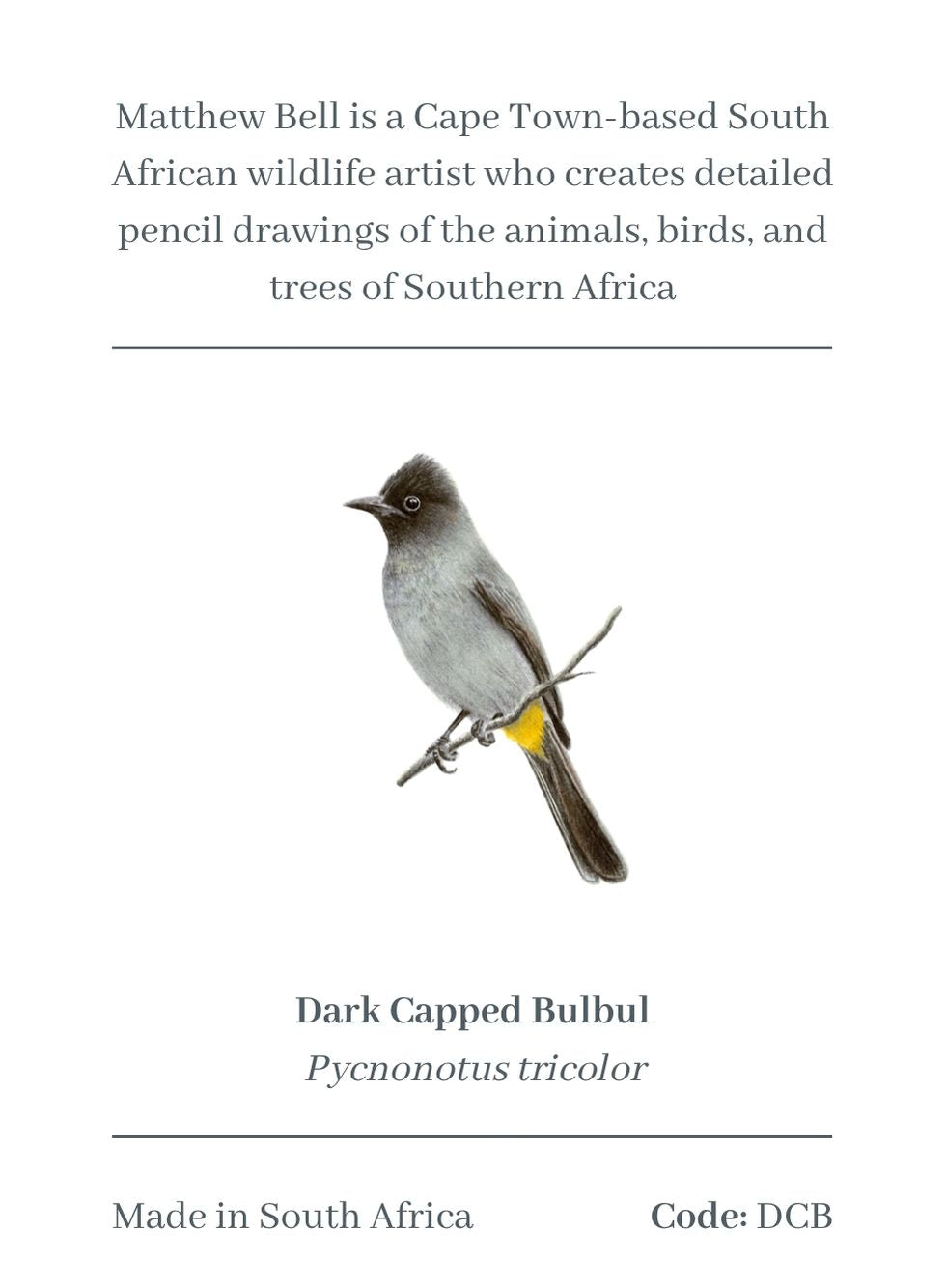 Dark Capped Bulbul Magnet - DCB