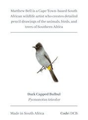 Dark Capped Bulbul Magnet - DCB
