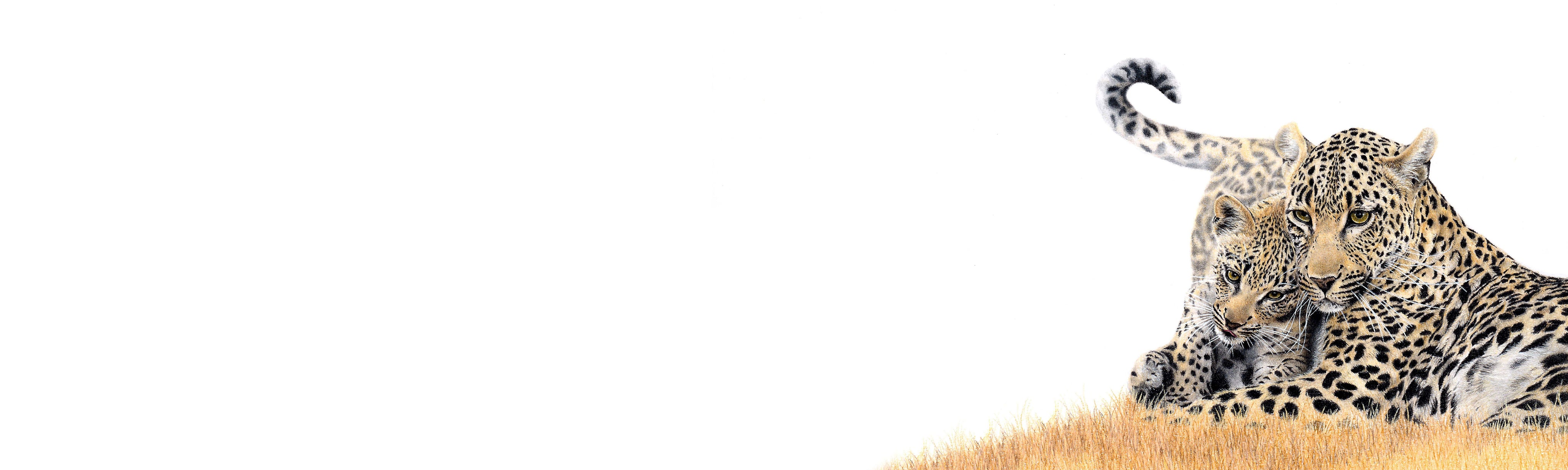 Leopard Mother & Cub Panorama