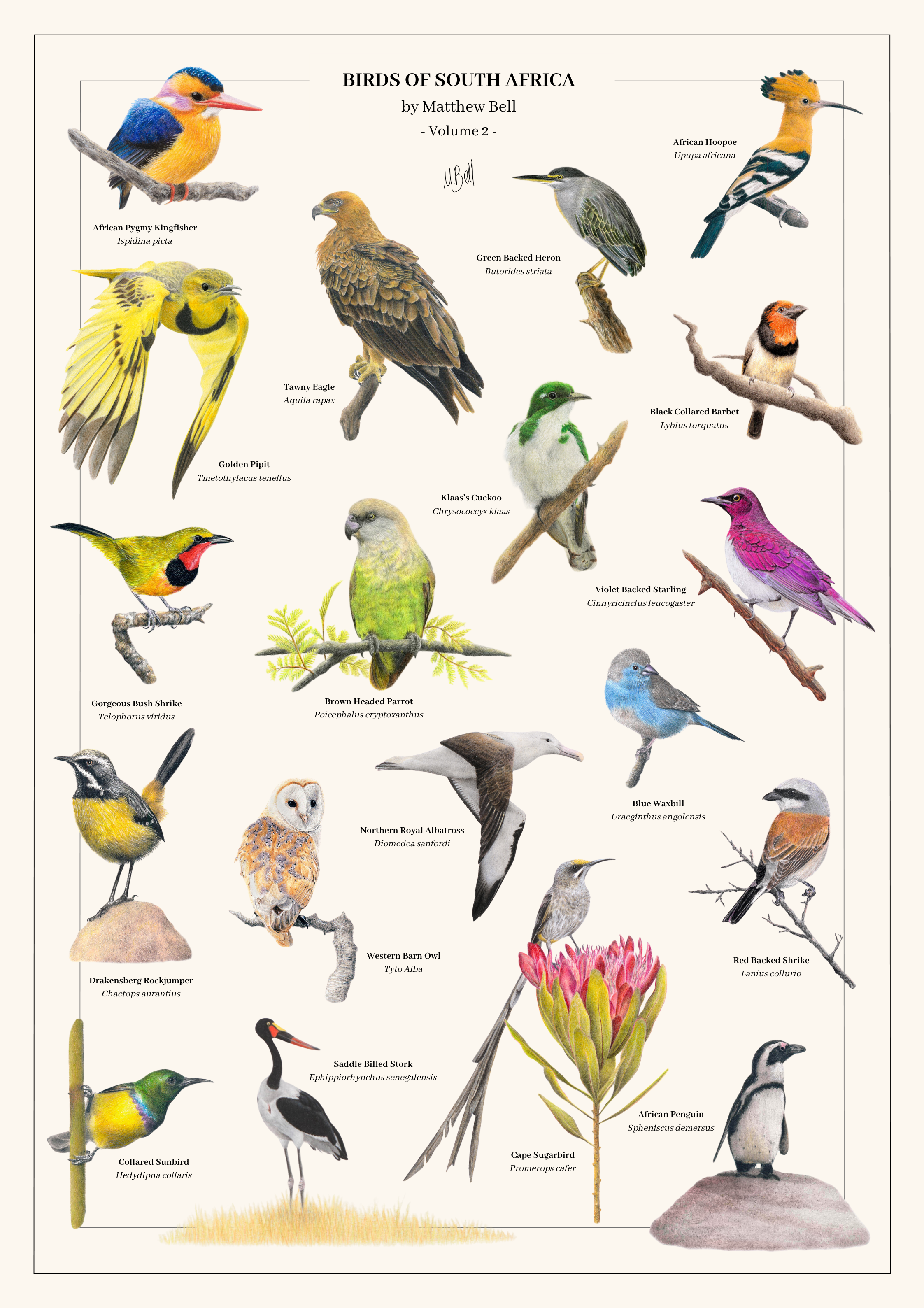 All Four Birds of South Africa Posters Bundle