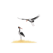 Original artwork in pencil by Matthew Bell of a pair of Saddle Billed Storks in South Africa