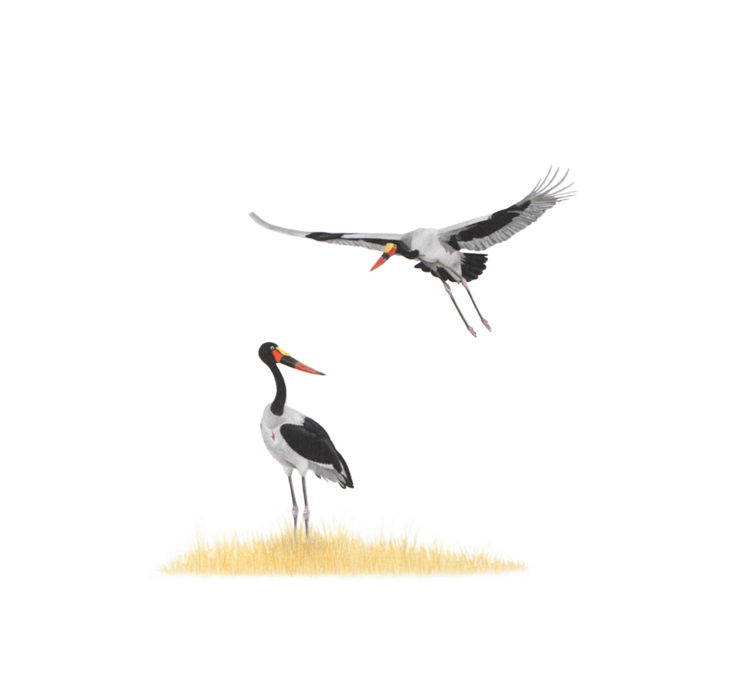 Original artwork in pencil by Matthew Bell of a pair of Saddle Billed Storks in South Africa