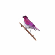 Violet Backed Starling original pencil drawing by South African wildlife artist Matthew Bell