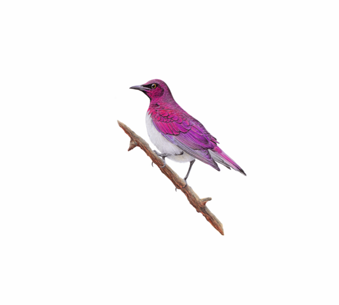 Violet Backed Starling original pencil drawing by South African wildlife artist Matthew Bell