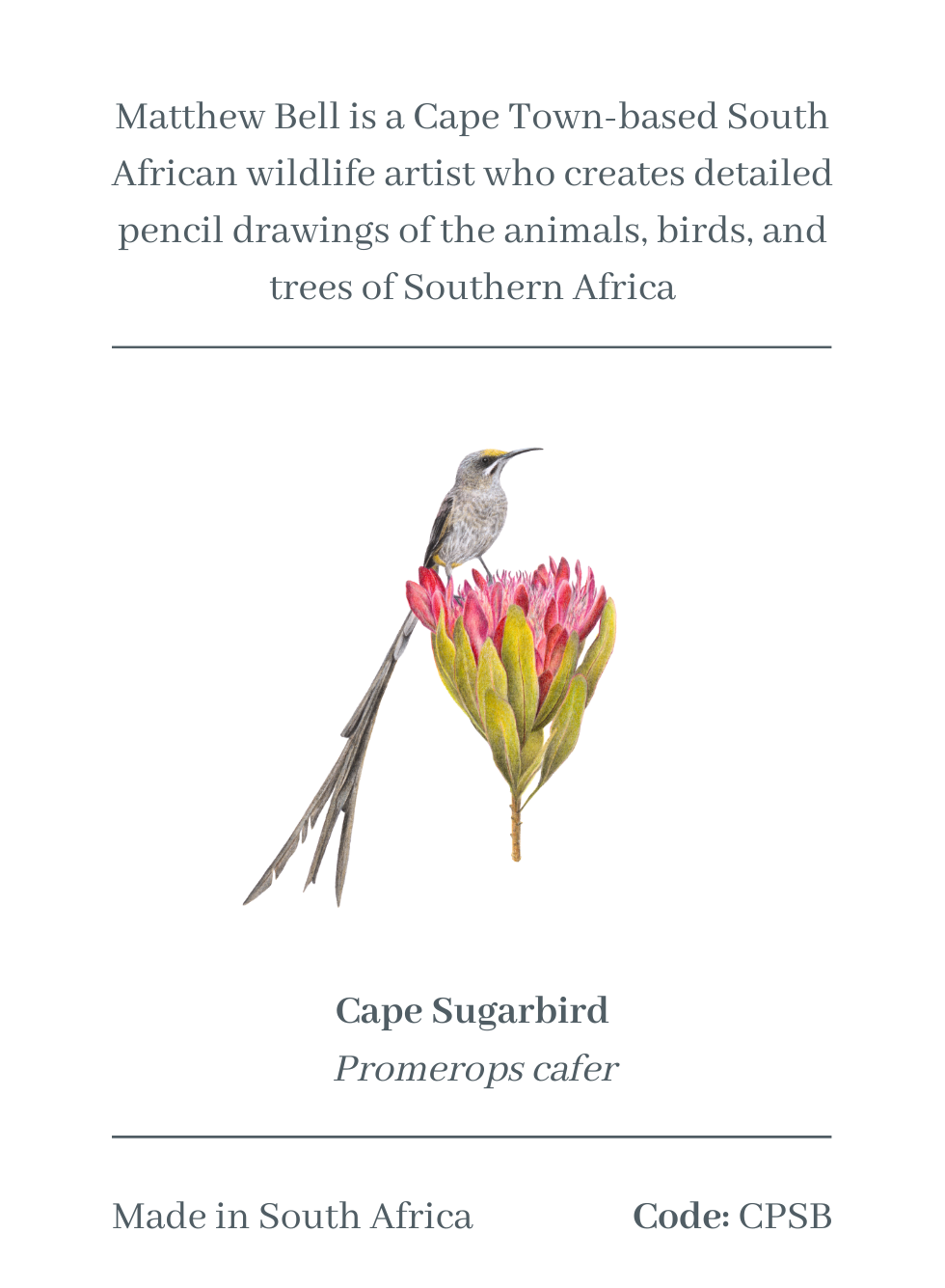 Cape Sugarbird Magnet - CPSB