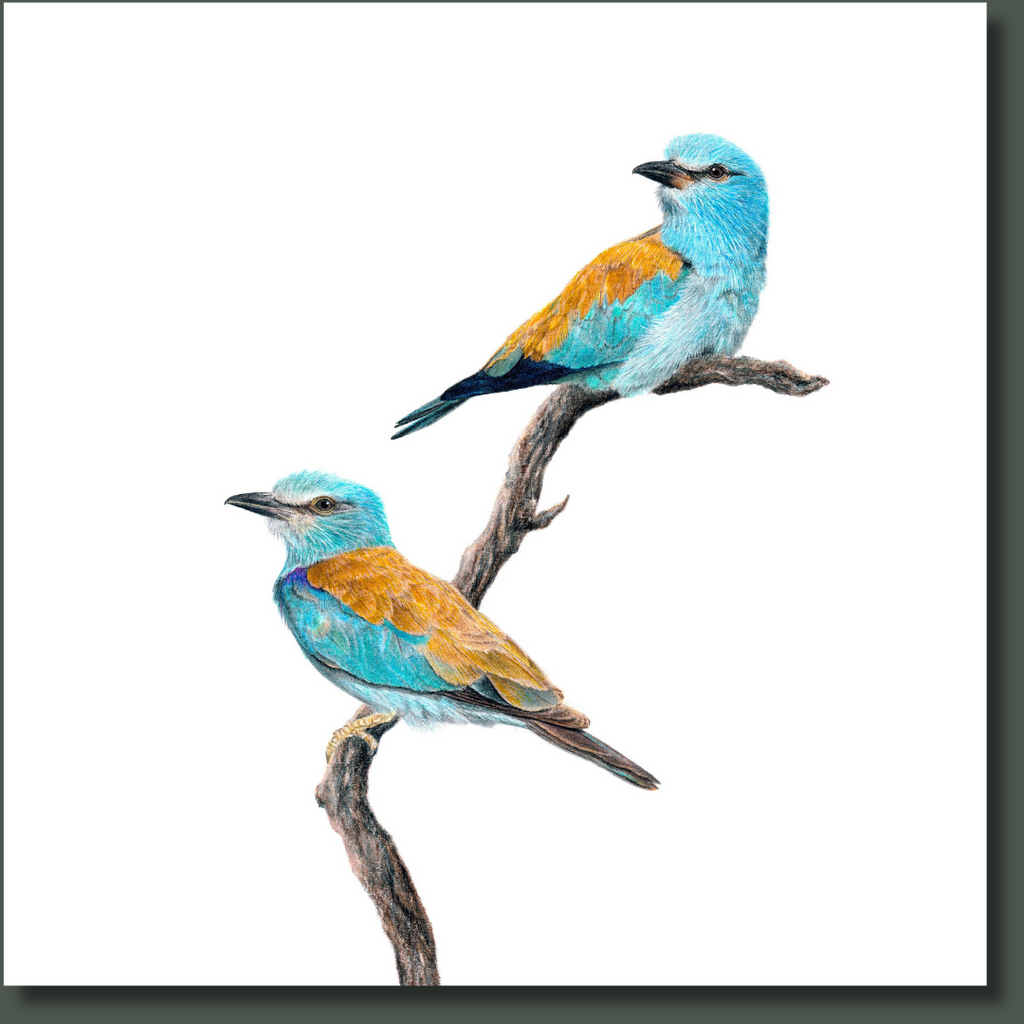 European Rollers sitting on a branch bird artwork