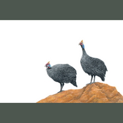 A pair of guinea fowl pencil artwork framed, by South African wildlife nature artist Matthew Bell