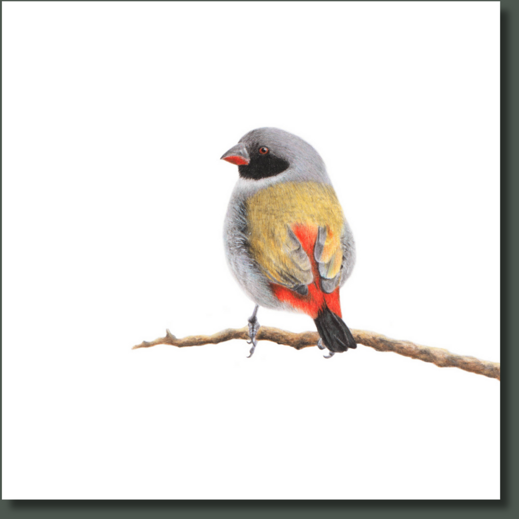 Swee Waxbill bird artwork printed on high quality cotton canvas by wildlife artist Matthew Bell