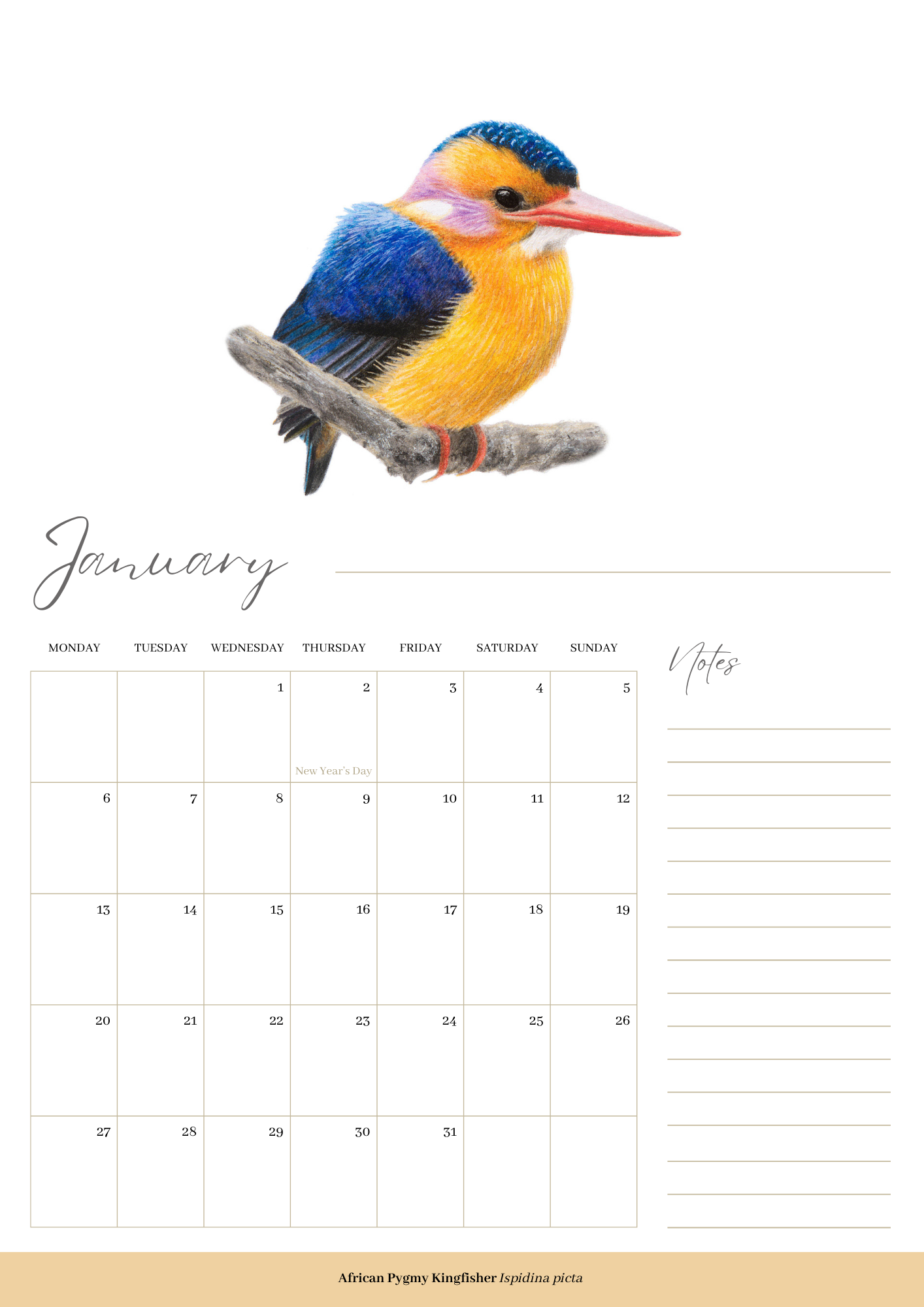 2025 premium quality South African birds hanging wall calendar showing wildlife artwork by artist Matthew Bell including Red Billed Hornbill, Lesser Striped Swallow, Saddle Billed Stork, Crowned Lapwing, Violet Backed Starling, Grey Headed Bush Shrike, African Pitta, Marico Sunbird, Blue Cheeked Bee Eater, African Pygmy Kingfisher, Cape Weaver, Wood Owl