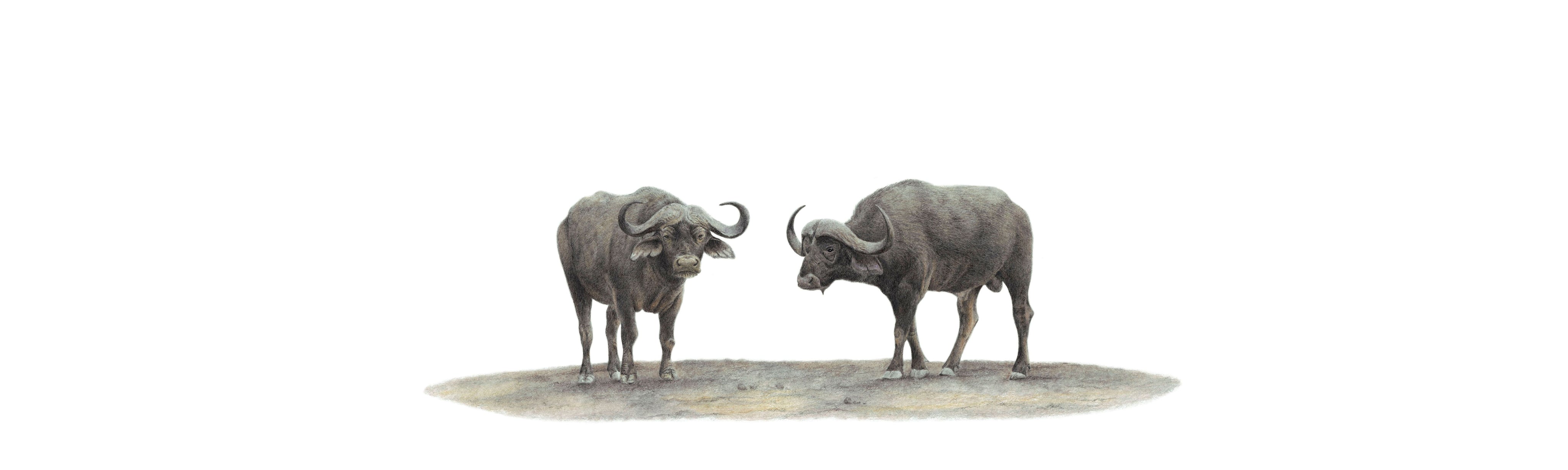 Buffaloes Panorama