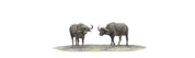 Buffaloes Panorama