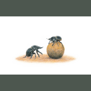 Dung beetle prints of the original pencil drawings by nature artist Matthew Bell, mounted and with a beautiful gold frame, ready to hang on the wall