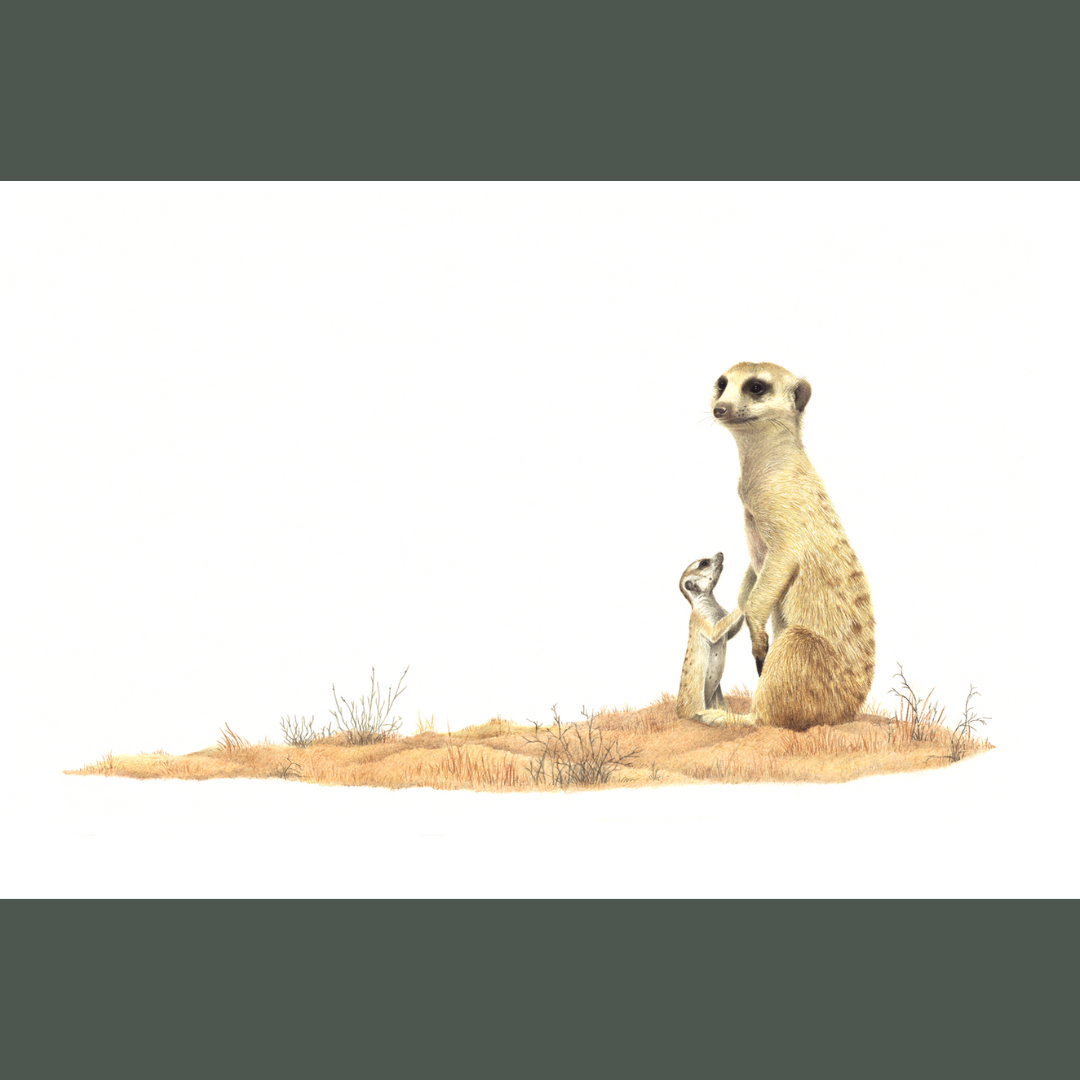 Artwork of mother and baby meerkat in the Kgalagadi Transfrontier park, Botswana, by wildlife artist Matthew Bell